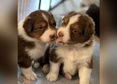 Bezaubernde Australian Shepherd Welpen (ASCA) suchen ein tolles Zuhause