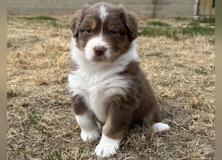 Bezaubernde Australian Shepherd Welpen (ASCA) suchen ein tolles Zuhause
