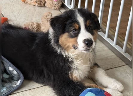 Bezaubernde Australian Shepherd Welpen (ASCA) suchen ein tolles Zuhause