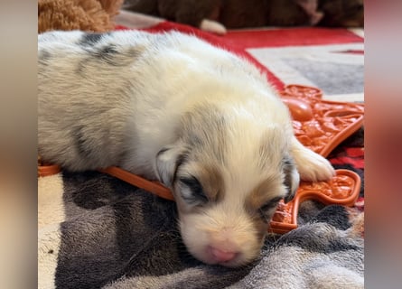 Bezaubernde Australian Shepherd Welpen (ASCA) suchen ein tolles Zuhause