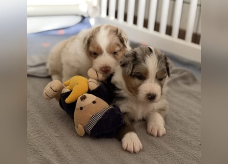 Bezaubernde Australian Shepherd Welpen (ASCA) suchen ein tolles Zuhause