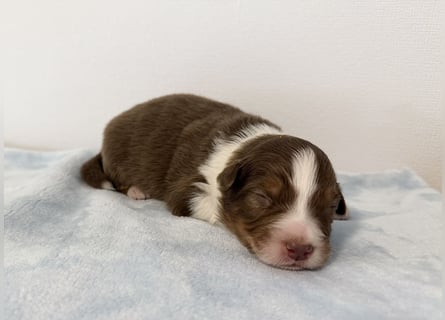 Bezaubernde Australian Shepherd Welpen (ASCA) suchen ein tolles Zuhause