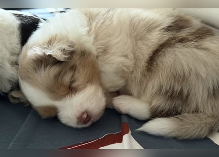 Bezaubernde Australian Shepherd Welpen (ASCA) suchen ein tolles Zuhause