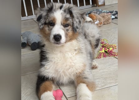 Bezaubernde Australian Shepherd Welpen (ASCA) suchen ein tolles Zuhause