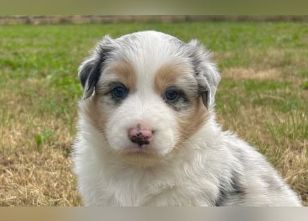 Bezaubernde Australian Shepherd Welpen (ASCA) suchen ein tolles Zuhause