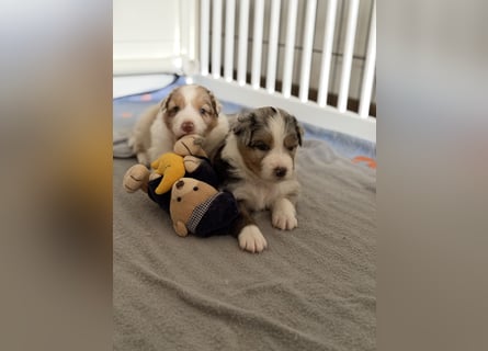 Bezaubernde Australian Shepherd Welpen (ASCA) suchen ein tolles Zuhause
