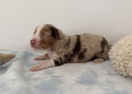 Bezaubernde Australian Shepherd Welpen (ASCA) suchen ein tolles Zuhause