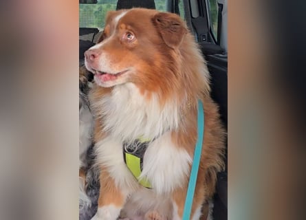 Australian Shepherd Deckrüde, ASCA , DNA VP, red tri, FREI von Gendefekten