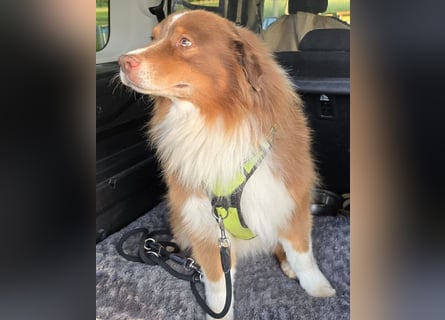 Australian Shepherd Deckrüde, ASCA , DNA VP, red tri, FREI von Gendefekten