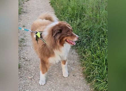 Australian Shepherd Deckrüde, ASCA , DNA VP, red tri, FREI von Gendefekten