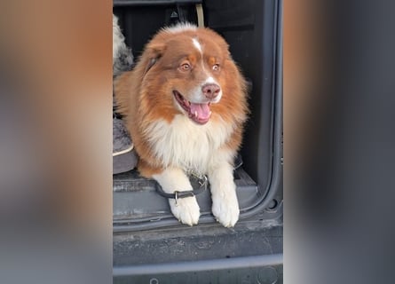 Australian Shepherd Deckrüde, ASCA , DNA VP, red tri, FREI von Gendefekten