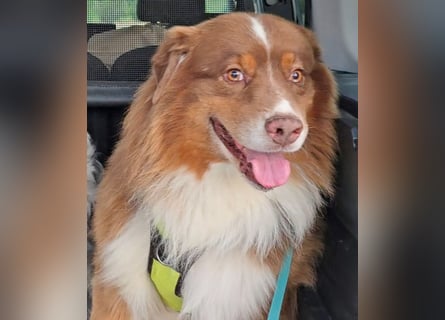 Australian Shepherd Deckrüde, ASCA , DNA VP, red tri, FREI von Gendefekten