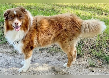 Australian Shepherd Deckrüde, ASCA , DNA VP, red tri, FREI von Gendefekten