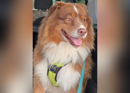 Australian Shepherd Deckrüde, ASCA , DNA VP, red tri, FREI von Gendefekten
