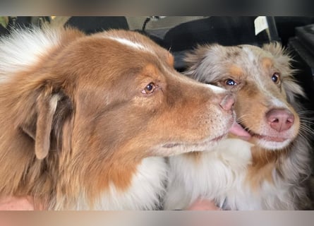Australian Shepherd Deckrüde, ASCA , DNA VP, red tri, FREI von Gendefekten