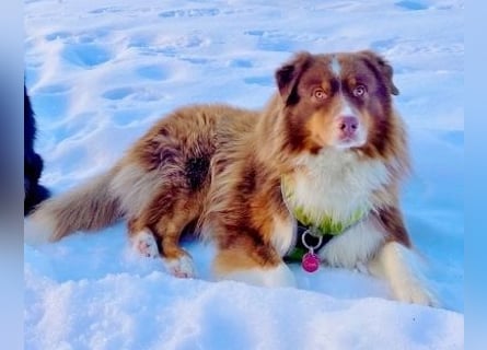 Australian Shepherd Deckrüde, ASCA , DNA VP, red tri, FREI von Gendefekten