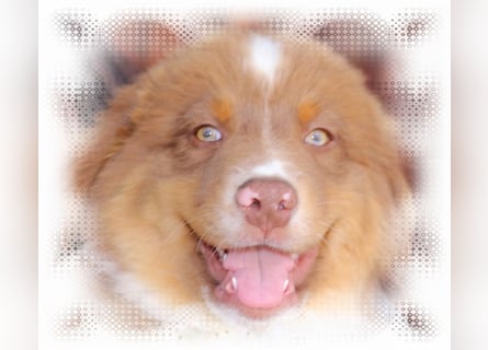 Australian Shepherd Deckrüde, ASCA , DNA VP, red tri, FREI von Gendefekten