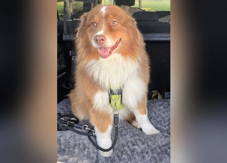 Australian Shepherd Deckrüde, ASCA , DNA VP, red tri, FREI von Gendefekten