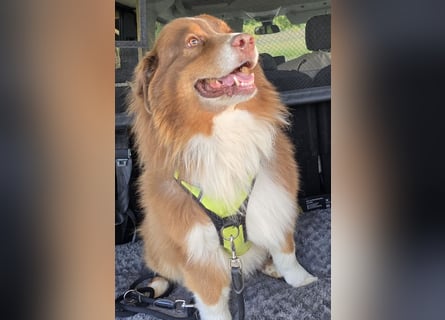 Australian Shepherd Deckrüde, ASCA , DNA VP, red tri, FREI von Gendefekten