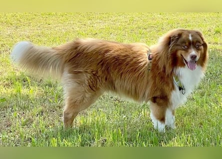 Australian Shepherd Deckrüde, ASCA , DNA VP, red tri, FREI von Gendefekten