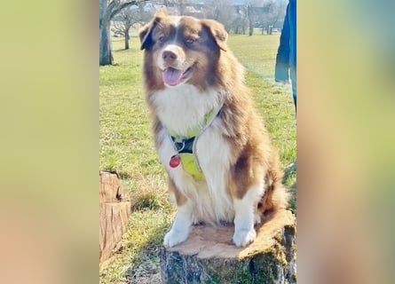 Australian Shepherd Deckrüde, ASCA , DNA VP, red tri, FREI von Gendefekten