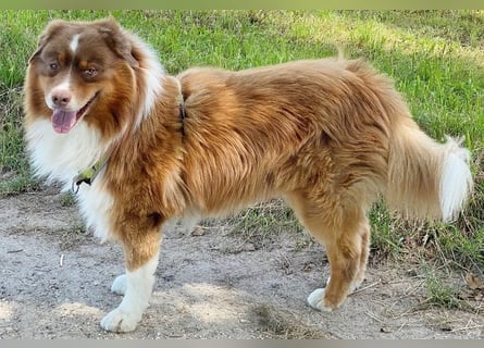 Australian Shepherd Deckrüde, ASCA , DNA VP, red tri, FREI von Gendefekten