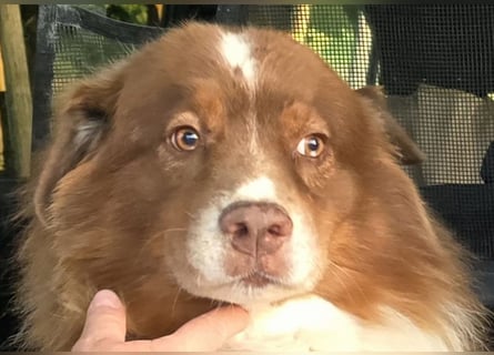Australian Shepherd Deckrüde, ASCA , DNA VP, red tri, FREI von Gendefekten