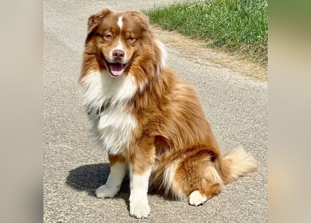 Australian Shepherd Deckrüde, ASCA , DNA VP, red tri, FREI von Gendefekten
