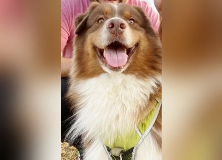 Australian Shepherd Deckrüde, ASCA , DNA VP, red tri, FREI von Gendefekten