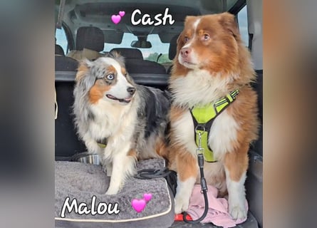 Australian Shepherd Deckrüde, ASCA , DNA VP, red tri, FREI von Gendefekten