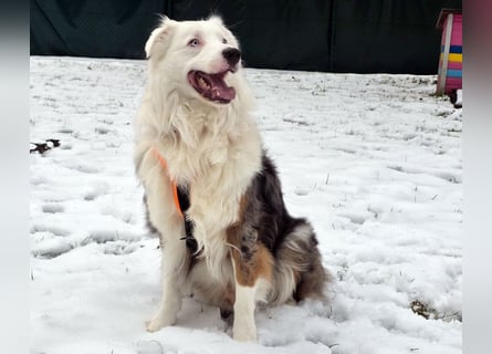 Mylino - sucht ein ruhiges Zuhause - Tierhilfe Franken e.V.