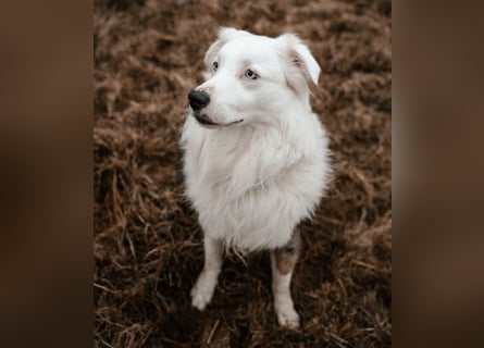 Mylino - sucht ein ruhiges Zuhause - Tierhilfe Franken e.V.