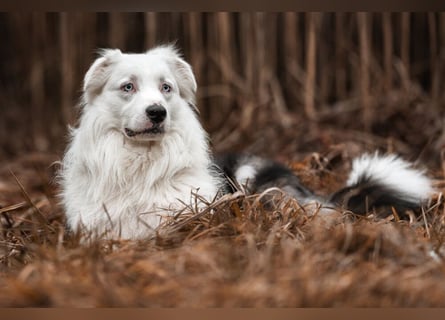 Mylino - sucht ein ruhiges Zuhause - Tierhilfe Franken e.V.