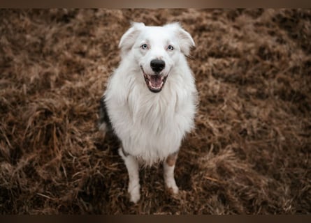 Mylino - sucht ein ruhiges Zuhause - Tierhilfe Franken e.V.