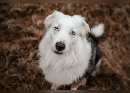 Mylino - sucht ein ruhiges Zuhause - Tierhilfe Franken e.V.