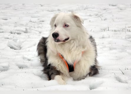 Mylino - sucht ein ruhiges Zuhause - Tierhilfe Franken e.V.