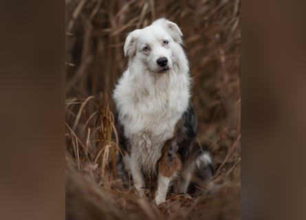 Mylino - sucht ein ruhiges Zuhause - Tierhilfe Franken e.V.