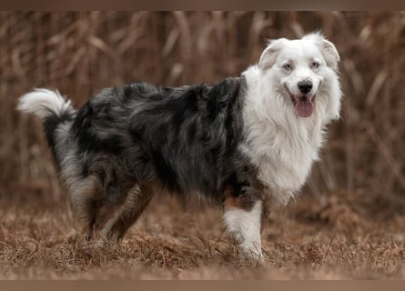 Mylino - sucht ein ruhiges Zuhause - Tierhilfe Franken e.V.