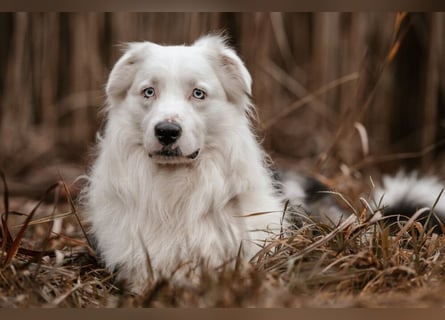 Mylino - sucht ein ruhiges Zuhause - Tierhilfe Franken e.V.
