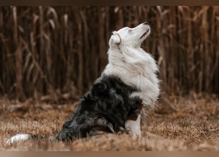 Mylino - sucht ein ruhiges Zuhause - Tierhilfe Franken e.V.