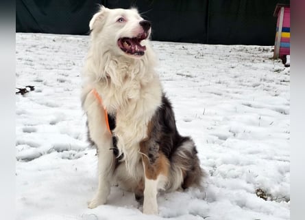 Mylino - sucht ein ruhiges Zuhause - Tierhilfe Franken e.V.