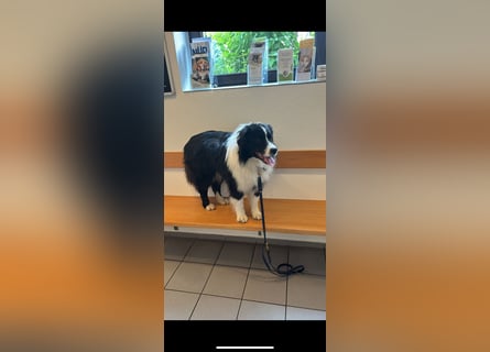 Traumhafter Australian Shepherd Rüde