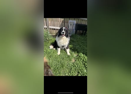 Traumhafter Australian Shepherd Rüde