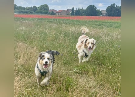 Australien Shepherd Hündin