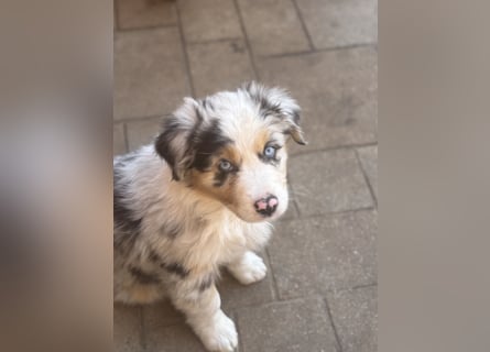 Australien Shepherd Hündin