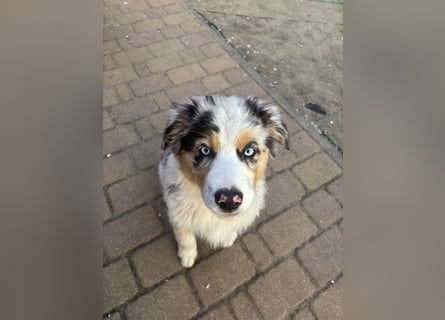 Australien Shepherd Hündin