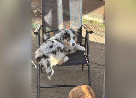 Australien Shepherd Hündin
