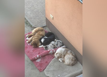 Australien Shepherd Hündin