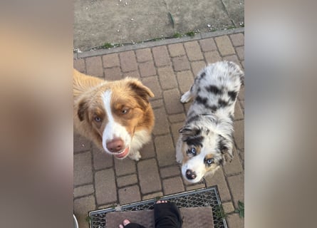 Australien Shepherd Hündin