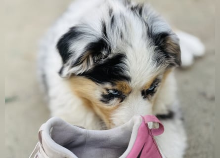 Australien Shepherd Hündin